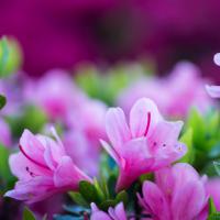 紫荆花语