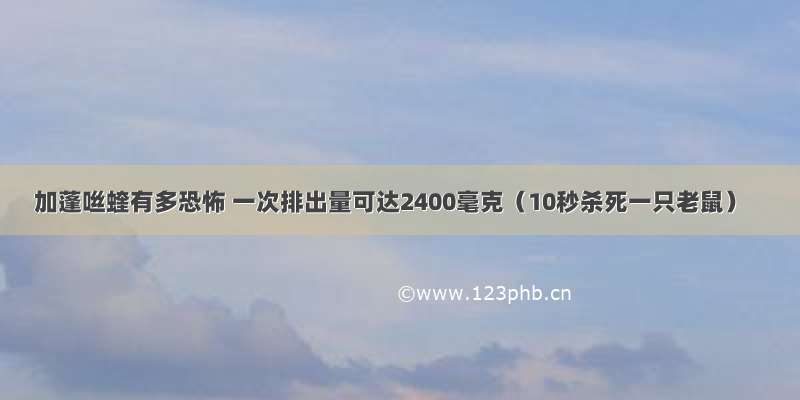 加蓬咝蝰有多恐怖 一次排出量可达2400毫克（10秒杀死一只老鼠）