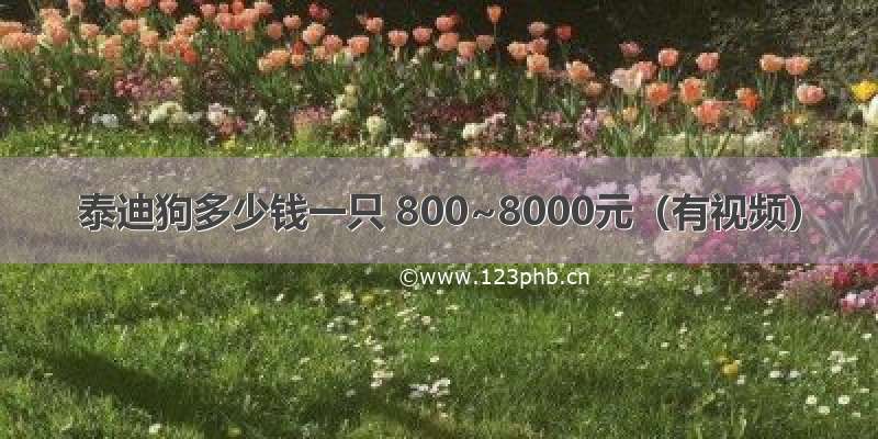 泰迪狗多少钱一只 800~8000元（有视频）