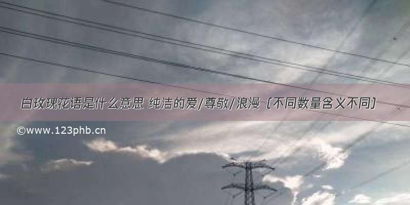 白玫瑰花语是什么意思 纯洁的爱/尊敬/浪漫（不同数量含义不同）