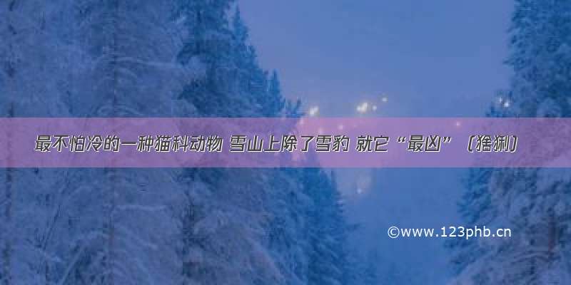 最不怕冷的一种猫科动物 雪山上除了雪豹 就它“最凶”（猞猁）