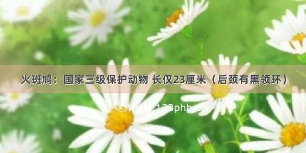 火斑鸠：国家三级保护动物 长仅23厘米（后颈有黑领环）