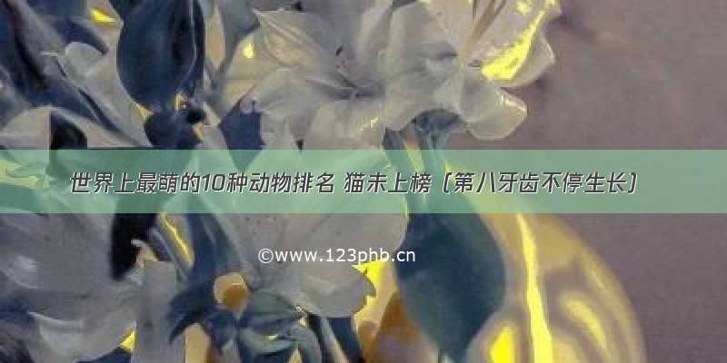 世界上最萌的10种动物排名 猫未上榜（第八牙齿不停生长）