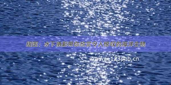 组图：水下摄影带你欣赏令人惊叹的海洋生物