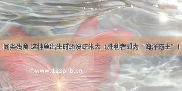 同类残食 这种鱼出生时还没虾米大（胜利者即为“海洋霸主”）