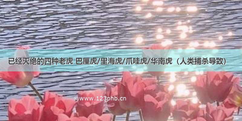 已经灭绝的四种老虎 巴厘虎/里海虎/爪哇虎/华南虎（人类捕杀导致）