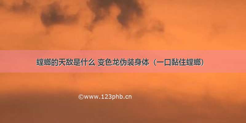 螳螂的天敌是什么 变色龙伪装身体（一口黏住螳螂）