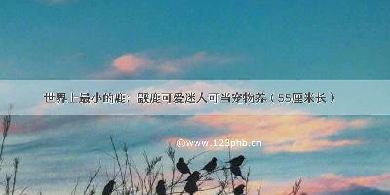 世界上最小的鹿：鼷鹿可爱迷人可当宠物养（55厘米长）