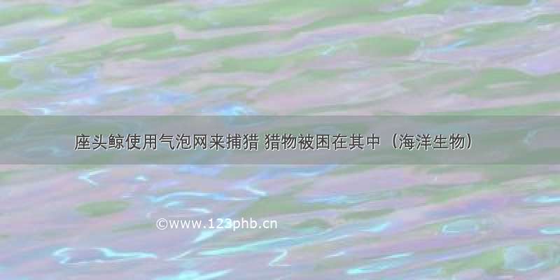 座头鲸使用气泡网来捕猎 猎物被困在其中（海洋生物）