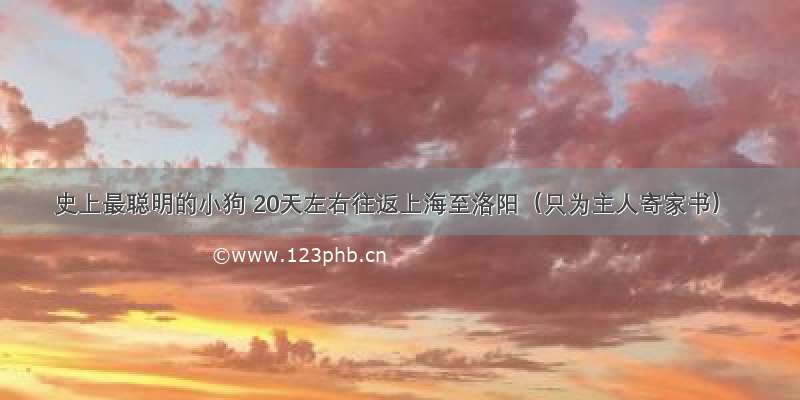 史上最聪明的小狗 20天左右往返上海至洛阳（只为主人寄家书）