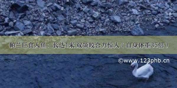 帕兰巨食人鱼：长达1米 双颌咬合力惊人（自身体重35倍）