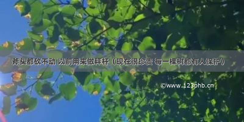 斧头都砍不动 以前用来做秤杆（现在很珍贵 每一棵树都有人保护）