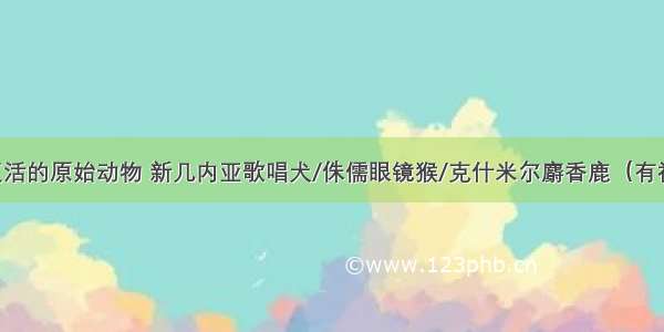 已复活的原始动物 新几内亚歌唱犬/侏儒眼镜猴/克什米尔麝香鹿（有视频）