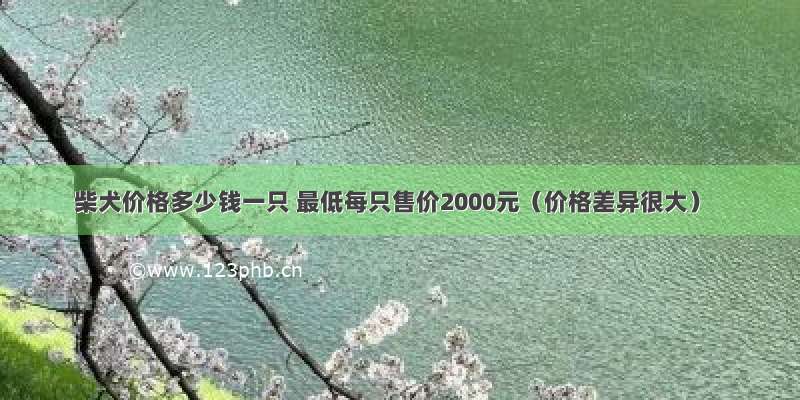 柴犬价格多少钱一只 最低每只售价2000元（价格差异很大）