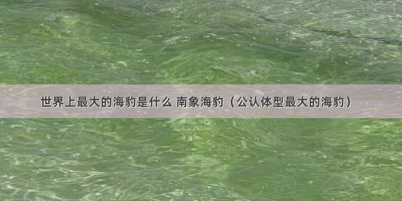 世界上最大的海豹是什么 南象海豹（公认体型最大的海豹）