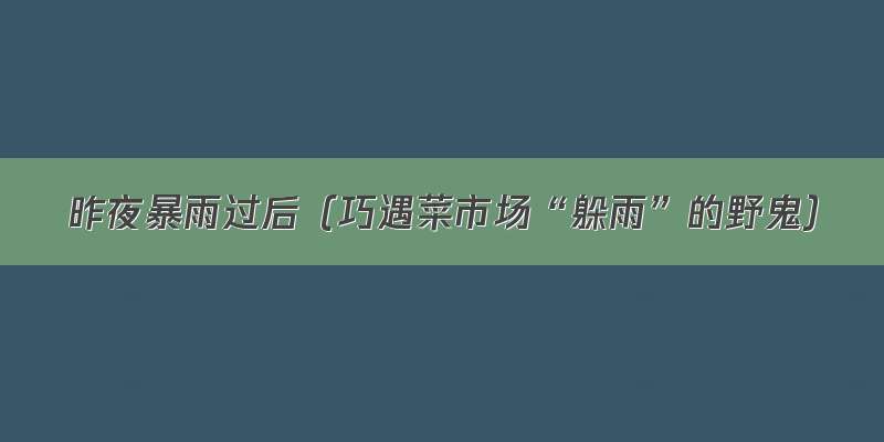 昨夜暴雨过后（巧遇菜市场“躲雨”的野鬼）