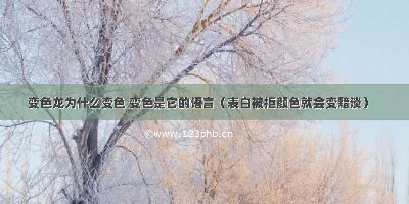 变色龙为什么变色 变色是它的语言（表白被拒颜色就会变黯淡）