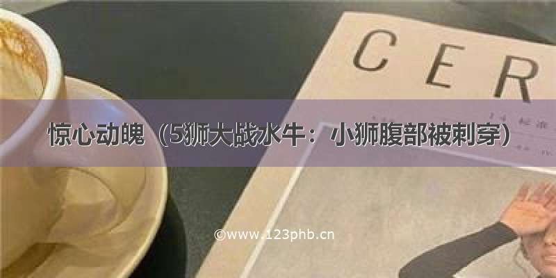 惊心动魄（5狮大战水牛：小狮腹部被刺穿）