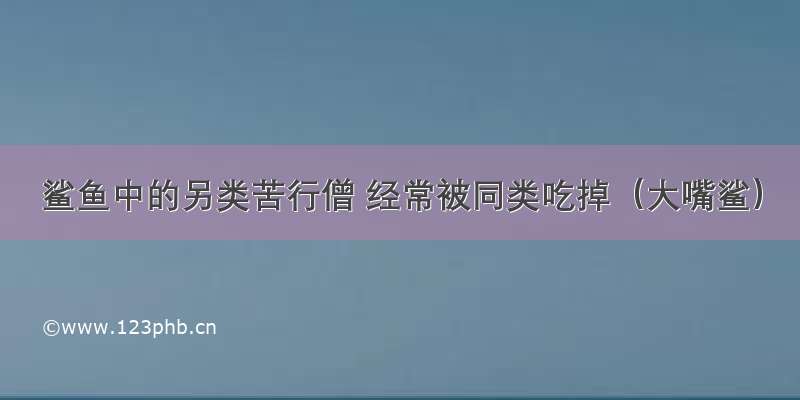 鲨鱼中的另类苦行僧 经常被同类吃掉（大嘴鲨）