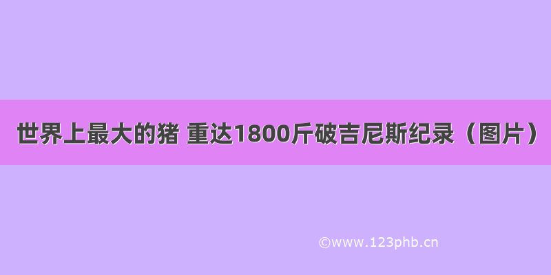 世界上最大的猪 重达1800斤破吉尼斯纪录（图片）