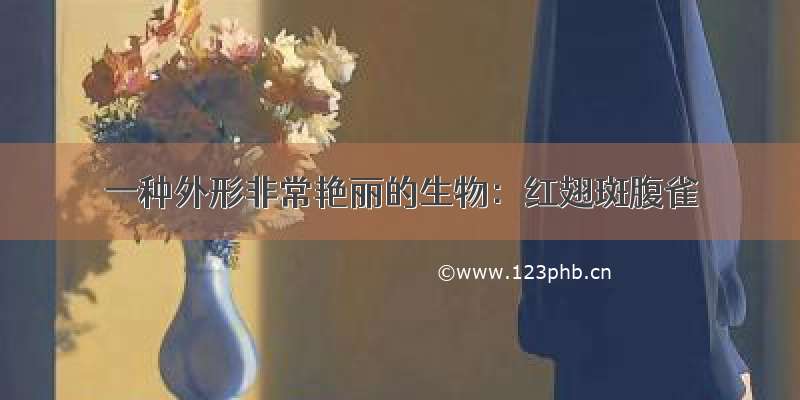 一种外形非常艳丽的生物：红翅斑腹雀