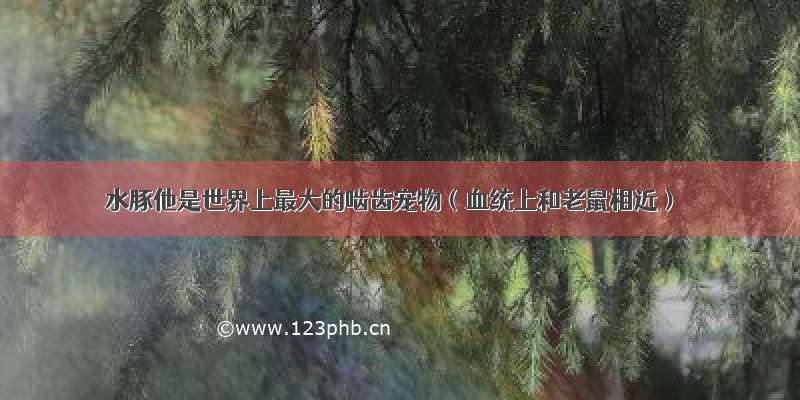 水豚他是世界上最大的啮齿宠物（血统上和老鼠相近）