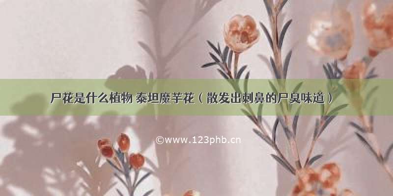 尸花是什么植物 泰坦魔芋花（散发出刺鼻的尸臭味道）