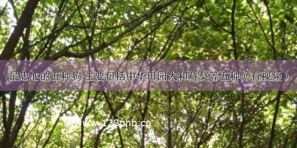 最忠心的五种狗 主要包括中华田园犬和藏獒等五种（有视频）