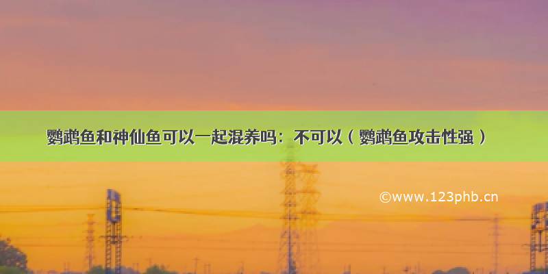 鹦鹉鱼和神仙鱼可以一起混养吗：不可以（鹦鹉鱼攻击性强）