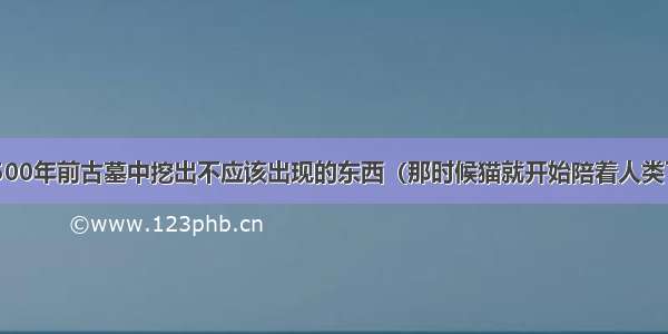 9500年前古墓中挖出不应该出现的东西（那时候猫就开始陪着人类了）