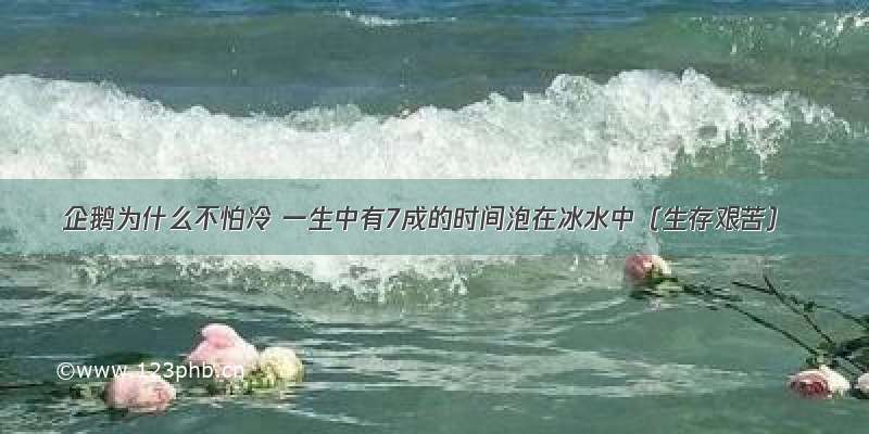 企鹅为什么不怕冷 一生中有7成的时间泡在冰水中（生存艰苦）