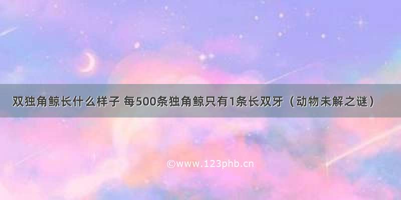 双独角鲸长什么样子 每500条独角鲸只有1条长双牙（动物未解之谜）