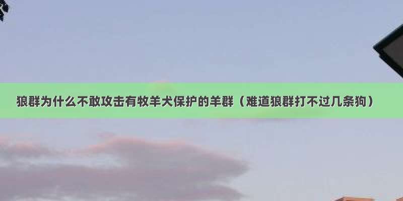 狼群为什么不敢攻击有牧羊犬保护的羊群（难道狼群打不过几条狗）