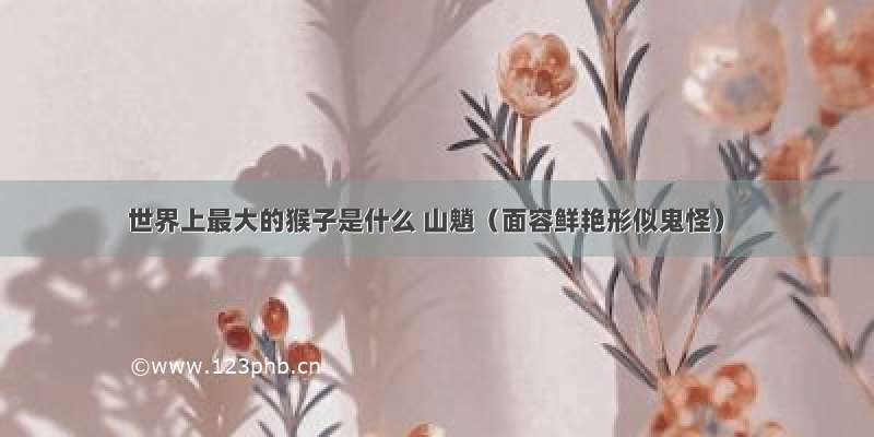 世界上最大的猴子是什么 山魈（面容鲜艳形似鬼怪）