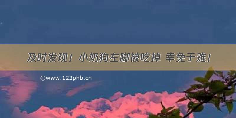 及时发现！小奶狗左脚被吃掉 幸免于难！